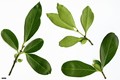 SpeciesSub: f. salicifolius